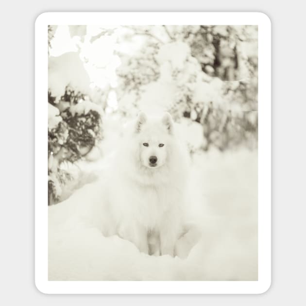 Snowy Samoyed Phone Case Sticker by XOXOX